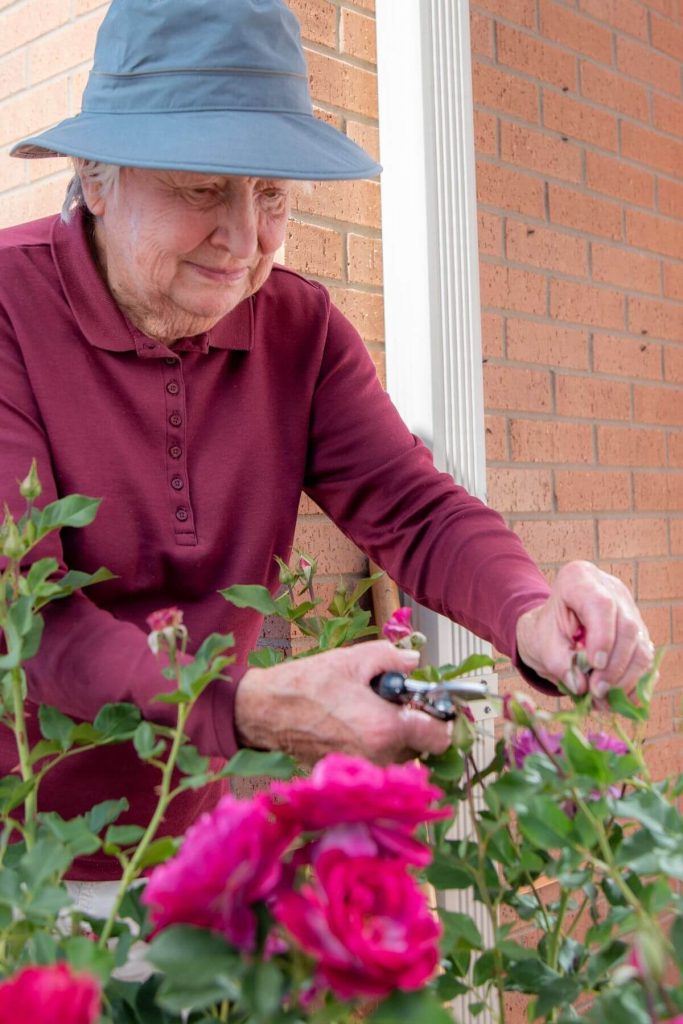 older woman trimming rosebushes portrait