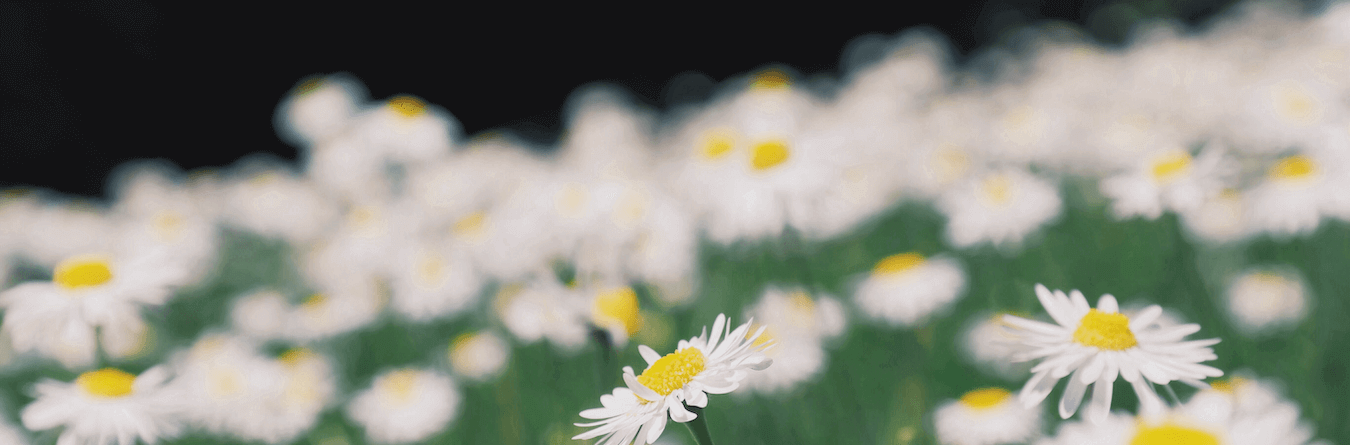 flower field