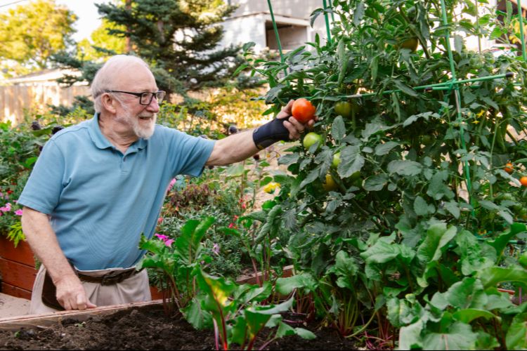 someren glen resident tending to tomatoes